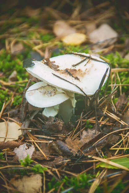 Amanita di funghi nella foresta. Messa a fuoco selettiva