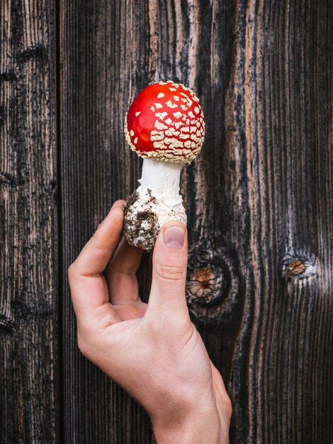Amanita di funghi velenosi rossi (muscaria) sullo sfondo di tavole di legno invecchiate. Originale e sorprendente in natura