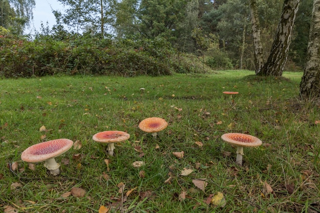 Amanita fungo, agarico di mosca (amanita muscaria)