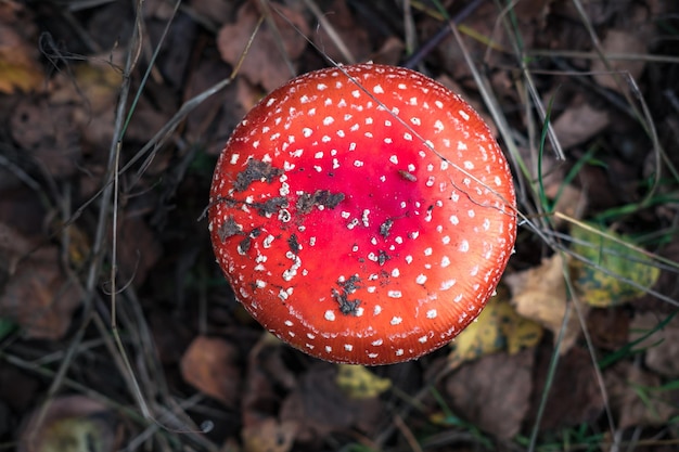 Amanita muscari Tossico e allucinogeno bellissimo fungo dai capelli rossi Fly Agaric in erba sulla foresta autunnale sfondo fonte della droga psicoattiva Muscarine