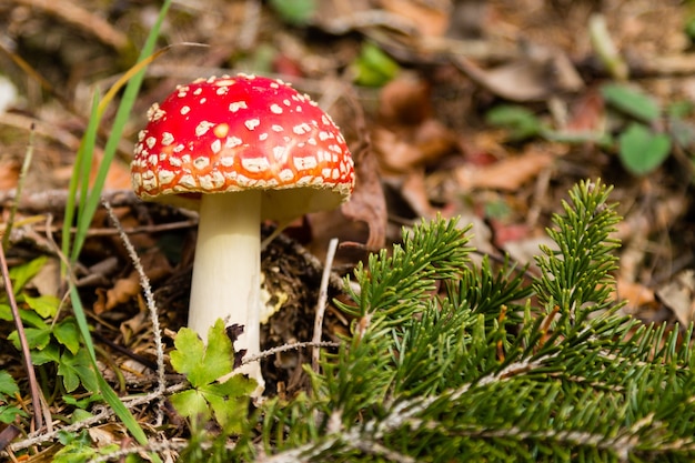 Amanita muscaria fungo da vicino.