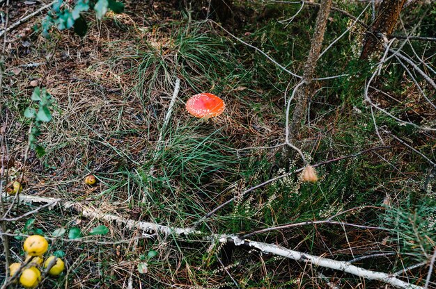 Amanita muscaria - fungo non commestibile trovato in una pineta.