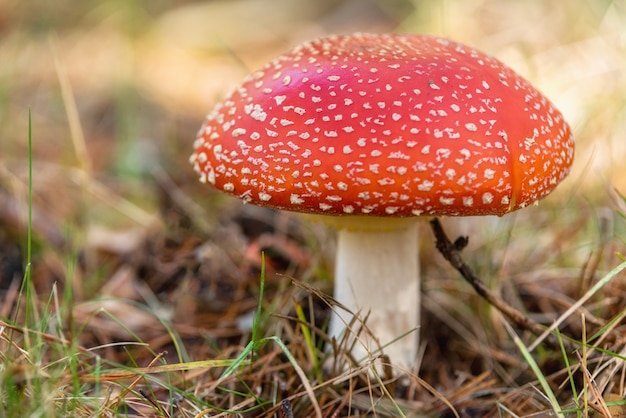 Amanita Muscaria, fungo velenoso in background foresta naturale.