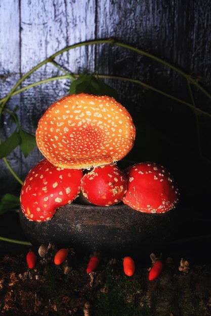 Amanita Muscaria nella vecchia pentola di ferro. fungo velenoso agarico