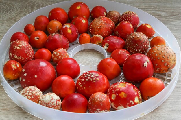 Amanita muscaria rossa dell'agarico di mosca cappucci non aperti di agarico di mosca giovane nell'essiccatore fungo allucinogeno