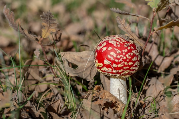 Amanita muscaria rossa in una foresta autunnale