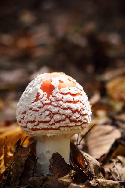 Amanita muscaria rossa