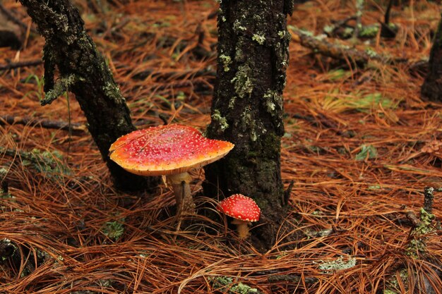 Amanita Muscaria