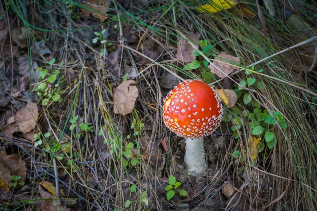 Amanita nella foresta