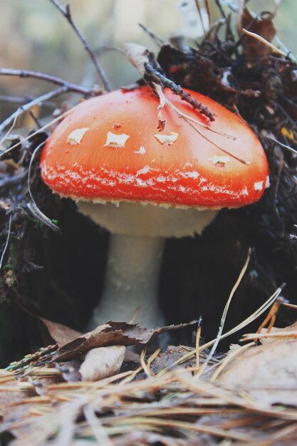 Amanita