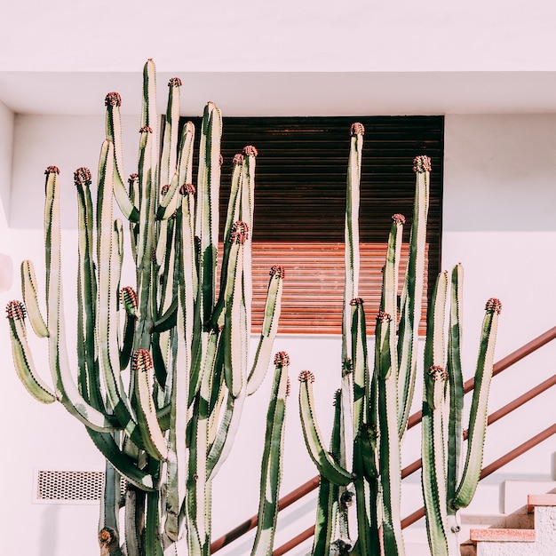 Amante dei cactus. Cactus minimal art