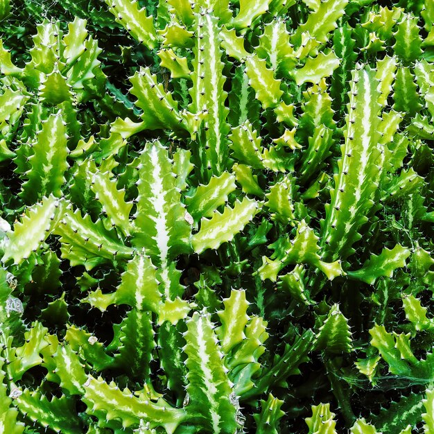 Amante dei cactus. Sfondo di cactus.