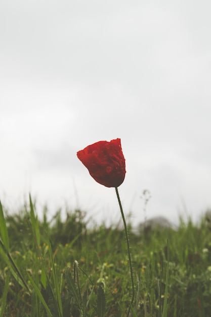 Amapola flor en el campo