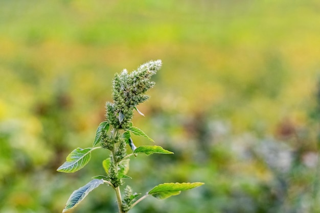 Amaranthus retroflexus Amaranto spinoso Amaranthus spinosus con foglie e infiorescenze in giardino Erbacce in giardino