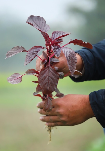 Amaranto rosso appena raccolto