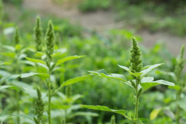 Amaranto verde. Cibo biologico utile. Pregiato raccolto alimentare con squalene