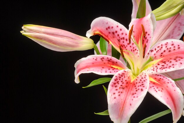 Amarilis fiore su sfondo nero.