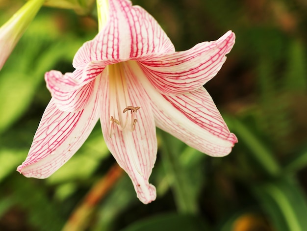 Amaryllis fiore rosa.