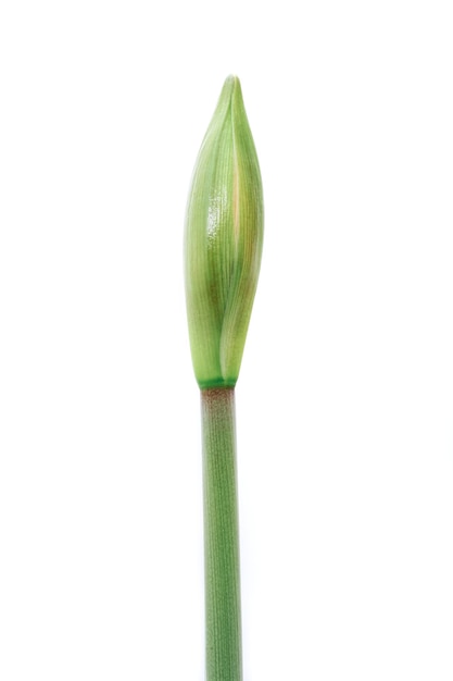 Amaryllis in erba su sfondo bianco si chiuda