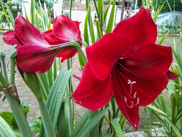 Amaryllis Red Lion Hippeastrum fiore ibrido