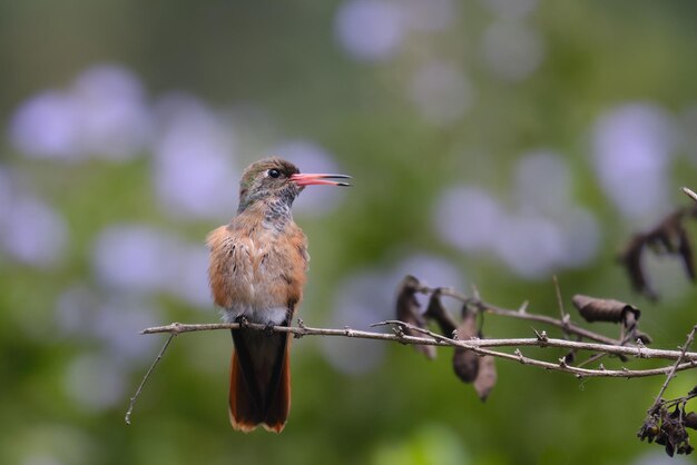Amazilis Hummingbird Amazilia amazilia appollaiato su un ramo tranquillo facendo i suoi tratti