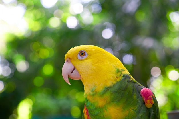 Amazon Parrot Testa gialla Oratrix