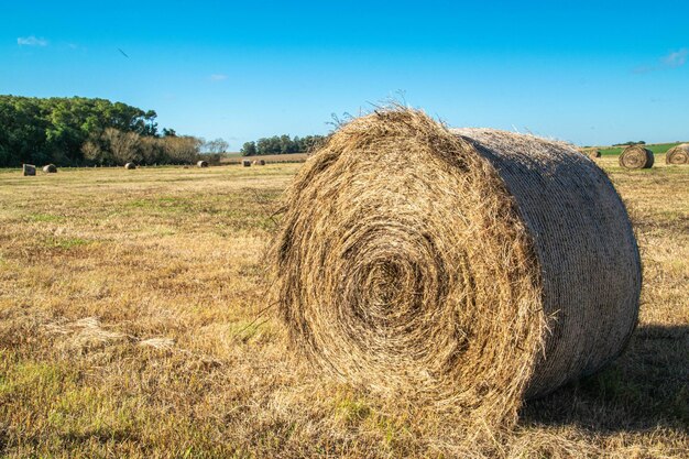 Ambiente agricolo