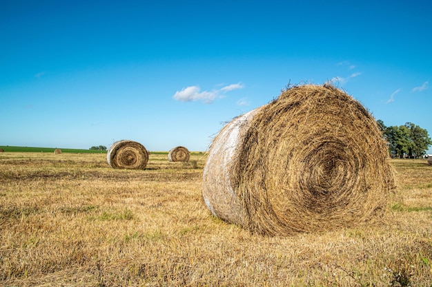 Ambiente agricolo