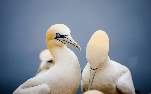 ambiente degli uccelli mare del nord Nordsee Muellproblem europa