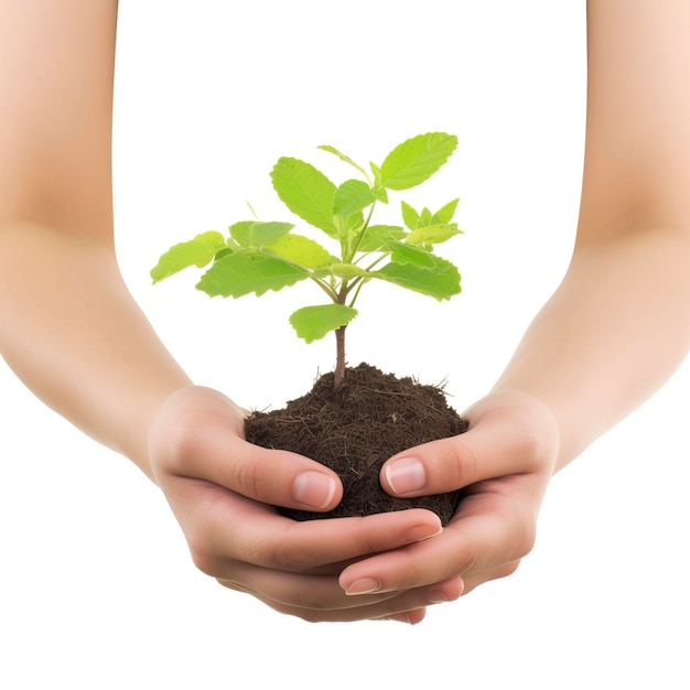 Ambiente Giornata della Terra nella pianta dell'albero nella mano della donna isolata su sfondo bianco concetto di conservazione della foresta concetto eco giornata della terra Salvare l'ambiente concetto di ecologia generare ai