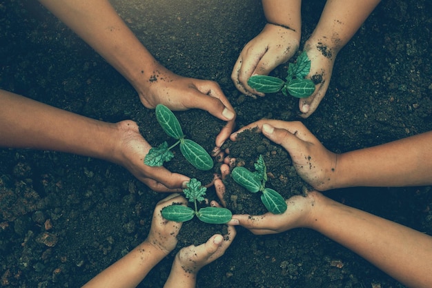 ambiente Giornata della Terra Nelle mani di alberi che crescono piantine Bokeh sfondo verde Mano femminile