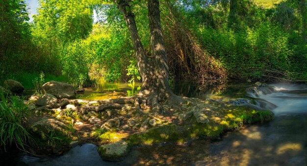 Ambiente naturale del fiume Majaceite tra le città di El Bosque e Benamahoma Cadice