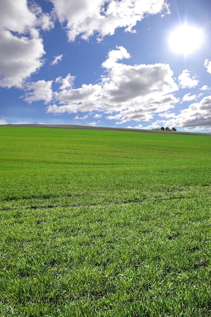 Ambiente nuvole e cielo blu con paesaggio di campo per fattoria mockup spazio natura ed ecologia Pianta erba e orizzonte con prato di campagna per agricoltura primaverile e sostenibilità