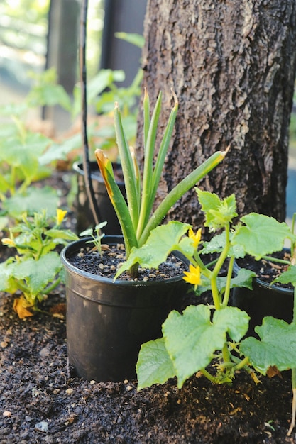 Ambiente verde e piante verdi