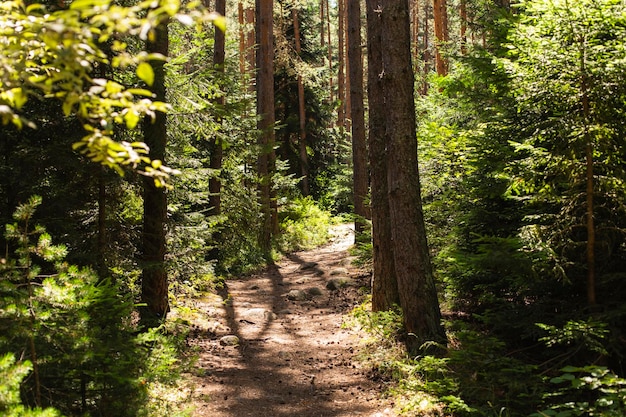 Ambiti di provenienza di legno di luce solare verde della natura degli alberi forestali