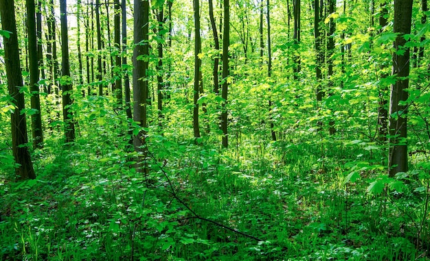 Ambiti di provenienza di legno di luce solare verde della natura degli alberi forestali