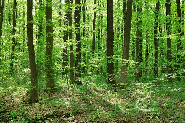 Ambiti di provenienza di legno di luce solare verde della natura degli alberi forestali