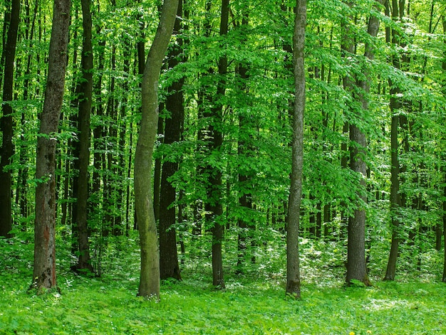 Ambiti di provenienza di legno di luce solare verde della natura degli alberi forestali