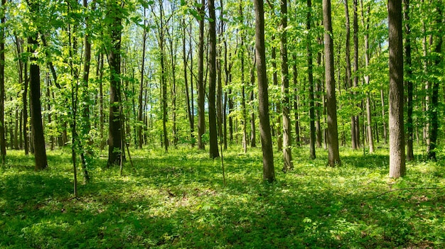 Ambiti di provenienza di legno di luce solare verde della natura degli alberi forestali