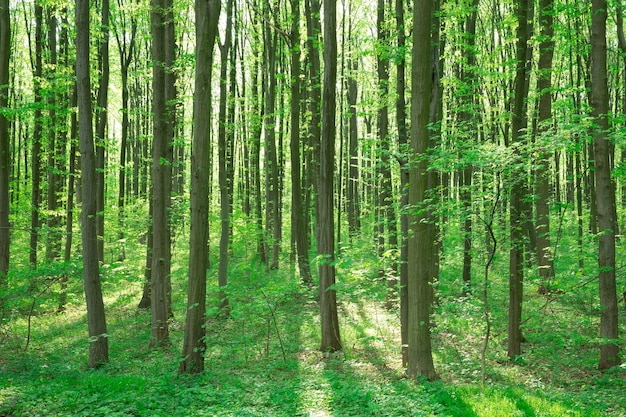 Ambiti di provenienza di legno di luce solare verde della natura degli alberi forestali