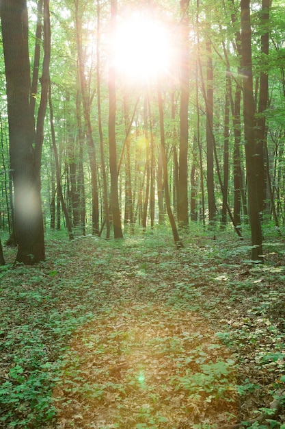 Ambiti di provenienza di legno di luce solare verde della natura degli alberi forestali