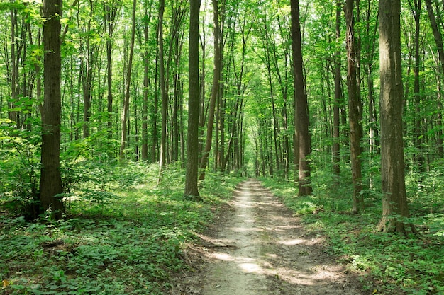 Ambiti di provenienza di legno di luce solare verde della natura degli alberi forestali