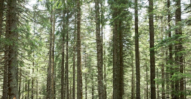 Ambiti di provenienza di legno di luce solare verde della natura degli alberi forestali