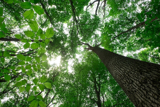 Ambiti di provenienza di legno di luce solare verde della natura degli alberi forestali