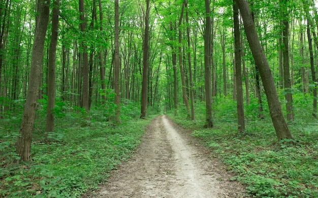 Ambiti di provenienza di legno di luce solare verde della natura degli alberi forestali