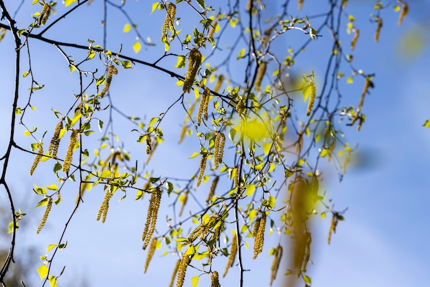 Amenti di betulla durante la fioritura nella stagione primaverile