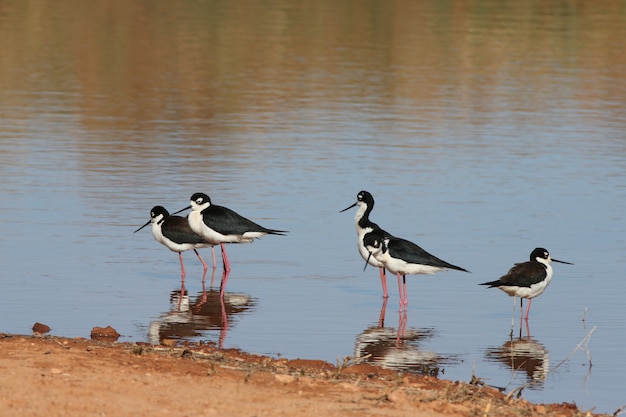 American Avocet Flock in Migration