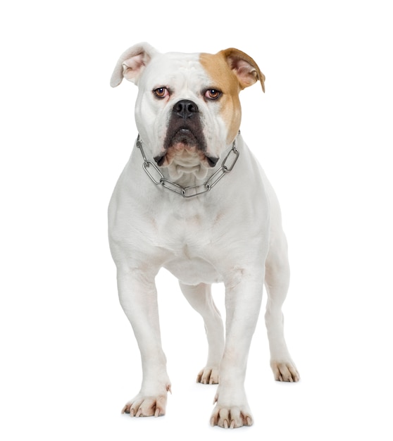 American Bulldog (4 anni)