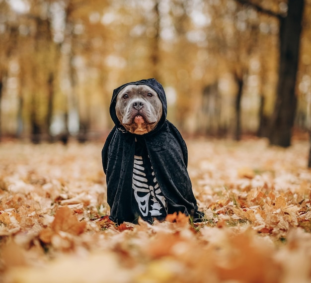 American Bully cane vestito con un costume per la celebrazione di Halloween Cane in un costume da scheletro