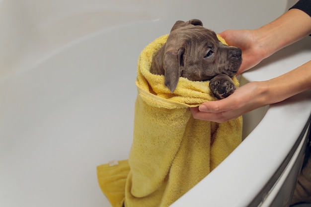 American Bully che fa il bagno, Pitbull, pulizia del cane, cane bagnato un asciugamano giallo da bagno.